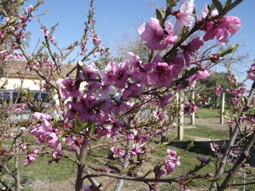 Flores Del Ãrbol De Nectarina