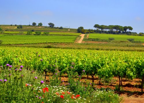 Paisatge VinÃ­cola, Les Cabanyes Del Penedes