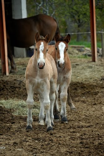 Ayuntamiento de Lladorre imagen de fachada