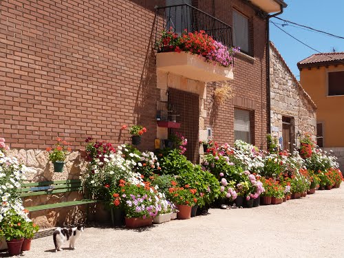 Un JardÃn De Macetas, Cubillo Del Campo (Burgos).