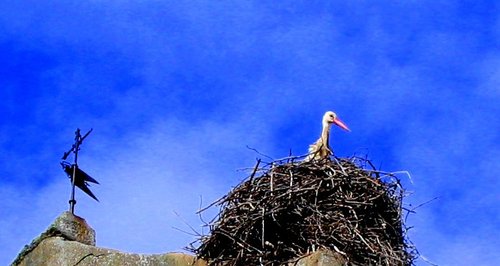 CIGÜEÑA EN CAMPANARIO DE LUCILLO