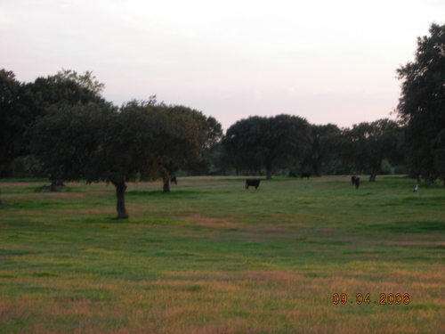 Dehesas De La Vera, Cerca Del Tiétar. Abril De 2006