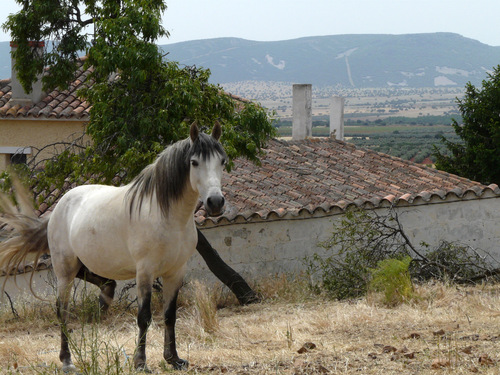 Ayuntamiento de Marjaliza imagen de fachada