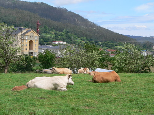 Mondoñedo Pastizales Urbanos