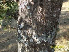 Ayuntamiento de Navacepedilla De Corneja imagen de fachada