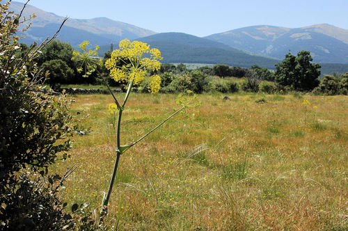 Molopospermus Peloponessicum