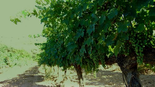 Cep, Vinyes D´Olerdola.