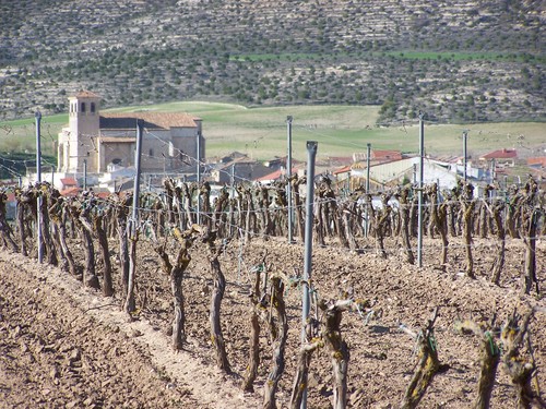 Viñedos E Iglesia De Olivares