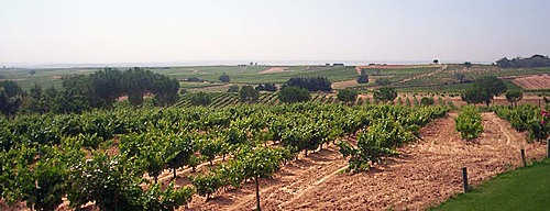 Viñedo Hns. Perez Pascuas