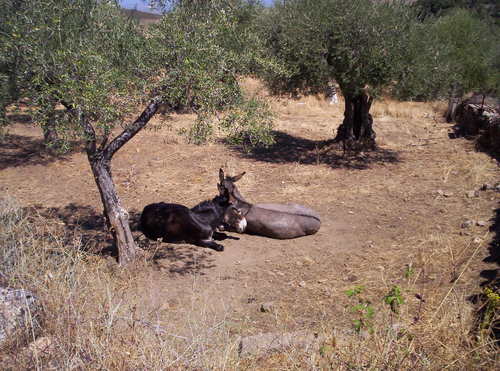 Ayuntamiento de Pedroso De Acim imagen de fachada