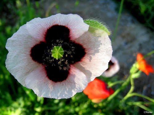 Ayuntamiento de Picassent imagen de fachada