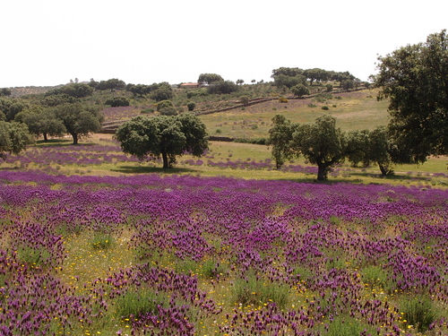 Encinas Piedras Albas