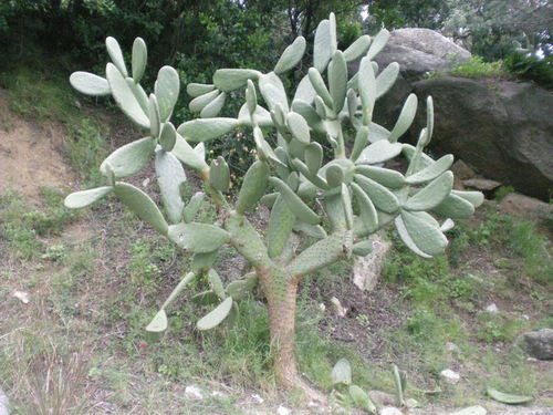 Ayuntamiento de Premia De Dalt imagen de fachada