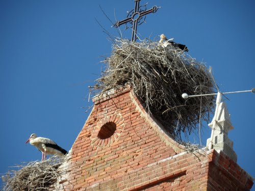 Cigüeñas En El Campanario De Regueras.