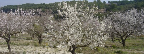 Ayuntamiento de Renau imagen de fachada
