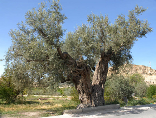 Ayuntamiento de Ricote imagen de fachada