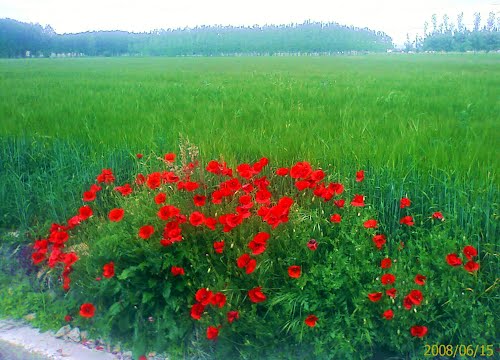 CAMPO DE TORALINO DE LA VEGA
