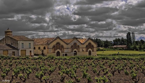 Vinyes....desbrossades...per La Dora