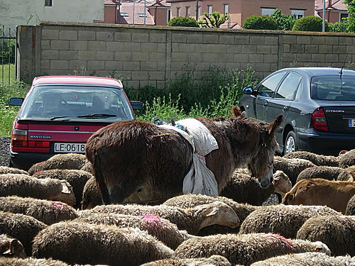 Rebaño De Ovejas, San Andrés De Rabanedo (León)