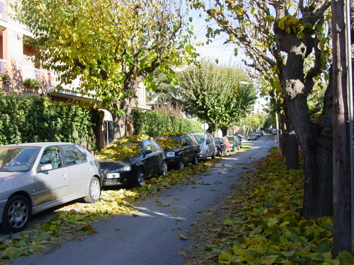 Caiguda De La Fulla A Sant Cugat (novembre 2007)