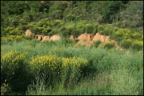 Ayuntamiento de Sant Ferriol imagen de fachada