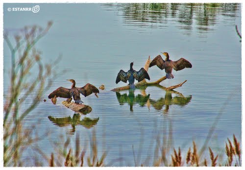 Sant Pere Pescador (Riu Fluvià ) -Corb Marà Gros(Phalacrocorax Carbo)-secant Les Ales.