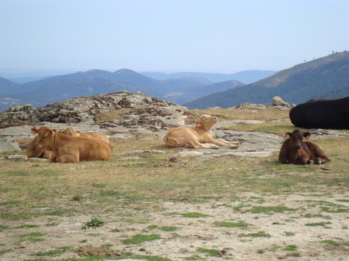 La Era De Navalespino