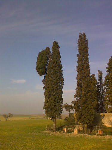 Cipres Unico En Caudilla