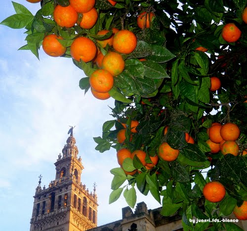 Naranjas Y La Giralda De Sevilla