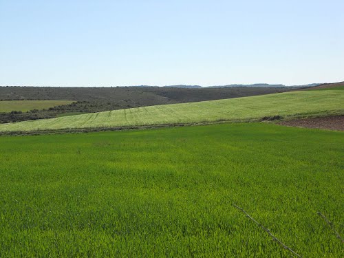 Campos De Tordesilos En Junio.