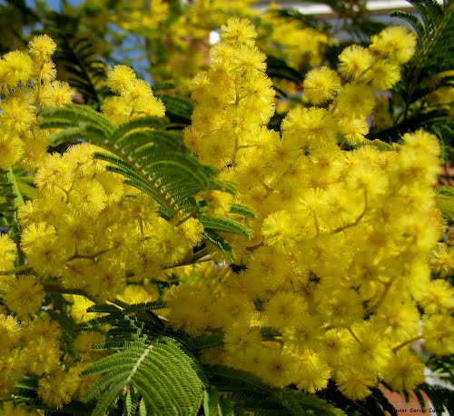 Ayuntamiento de Torrelles De Llobregat imagen de fachada