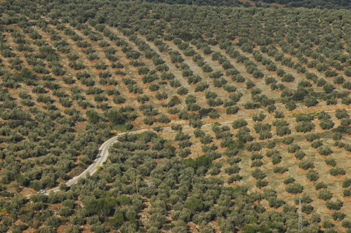 Campo De Olivos En Sierra Mágina. Jaen