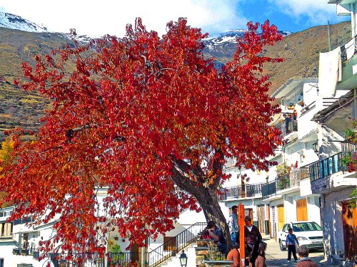 Ayuntamiento de Trevelez imagen de fachada