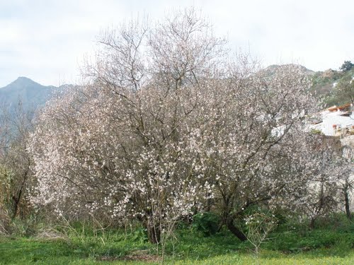 Ayuntamiento de Vega De San Mateo imagen de fachada