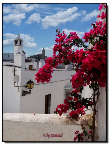 Vejer - Prächtige Blüten