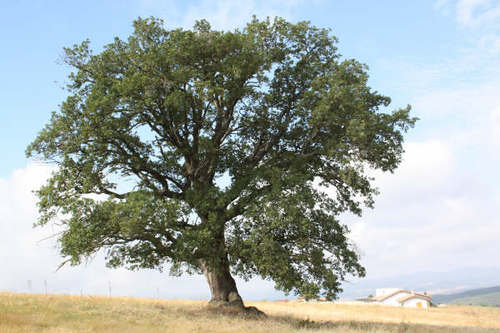 Gran Roble. La Mellenera. Las Cuarre. Huesca. Aragón.
