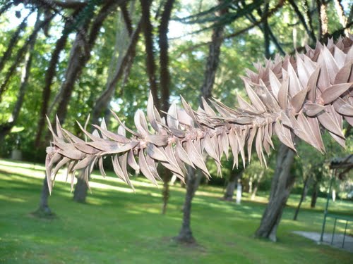 Ayuntamiento de Verin imagen de fachada