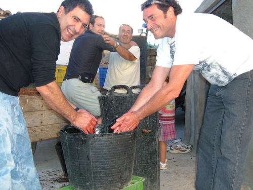 Vendimia En La Peña De La Revolucion Y La Cuba