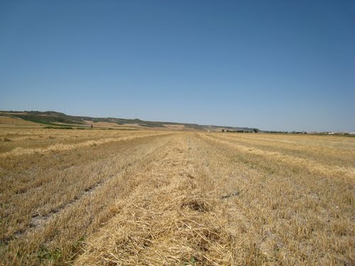 Campos En Olmos De Esgueva