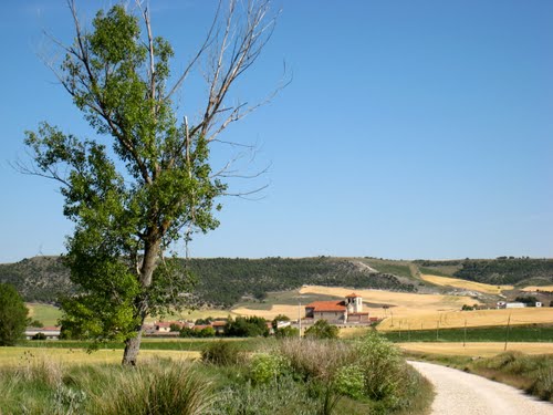 Olmos De Esgueva .- Iglesia