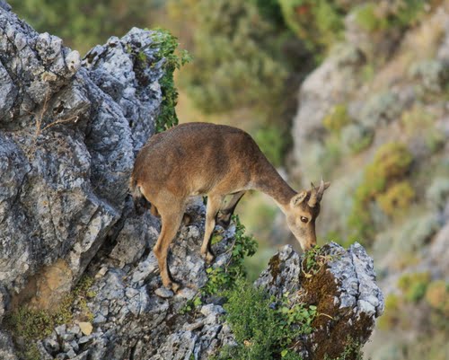 Steinbock,capra Pyrenaica